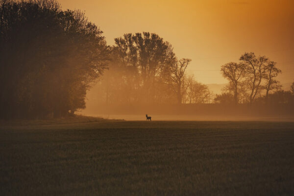 wildkaart-achtergrond