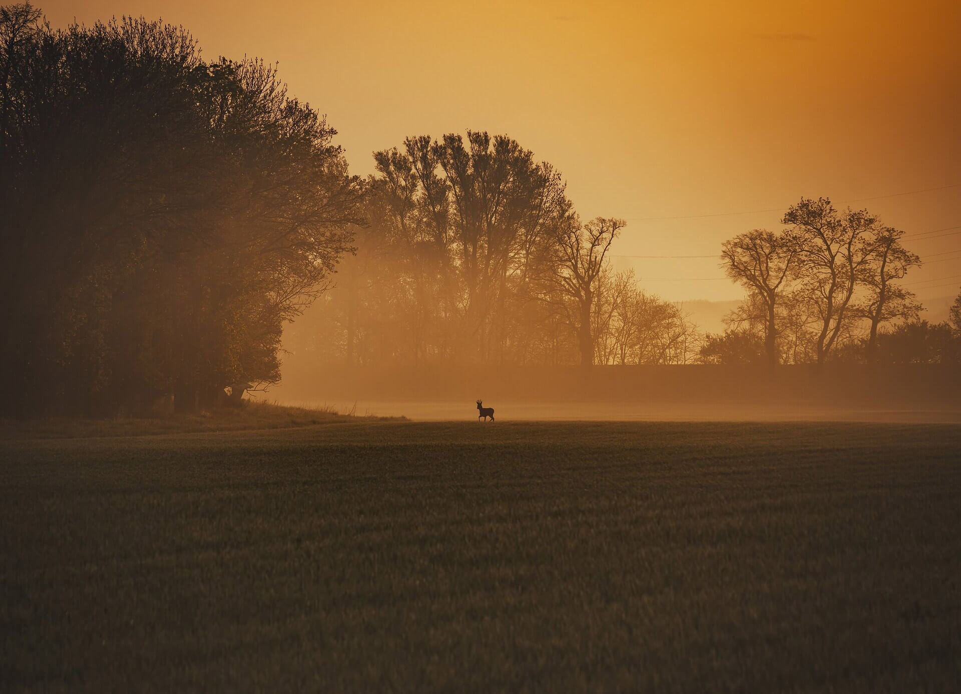 Wild-e-Weg Wildavond